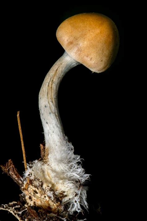 allenii mushroom|Psilocybe allenii: The Bay Area Shroom No One Can Recognize